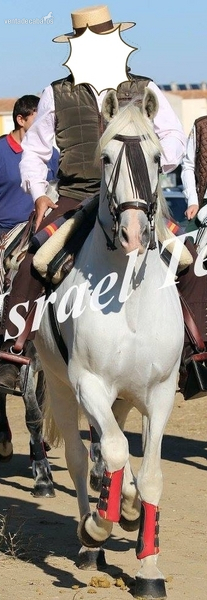 Espectacular PRE muy andador  in 