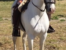Espectacular PRE muy andador 