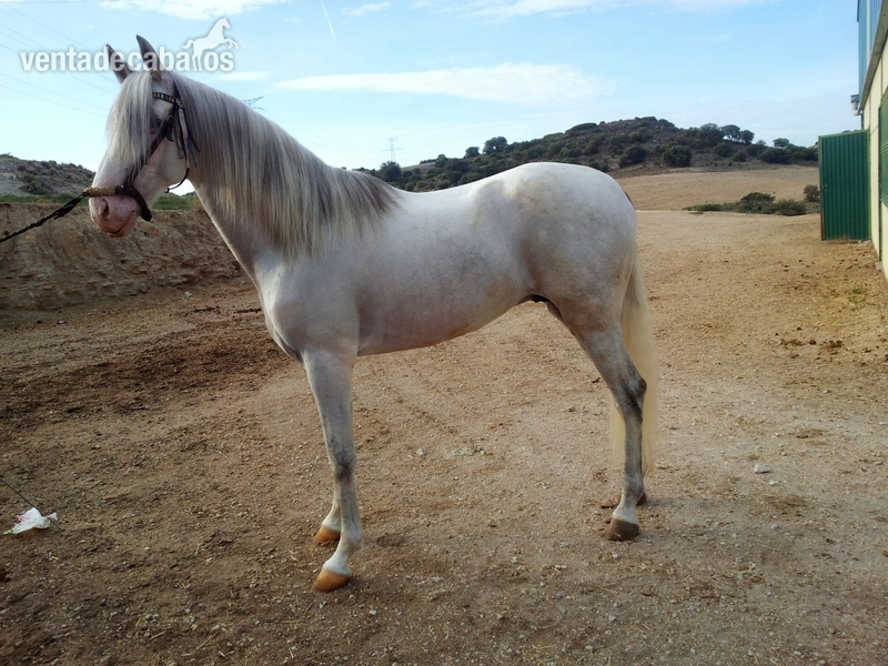 GRANDIOSO CABALLO P.R.E. MUY BUEN PRECIO in 