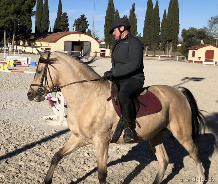 Vendo Caballo Bayo  in 