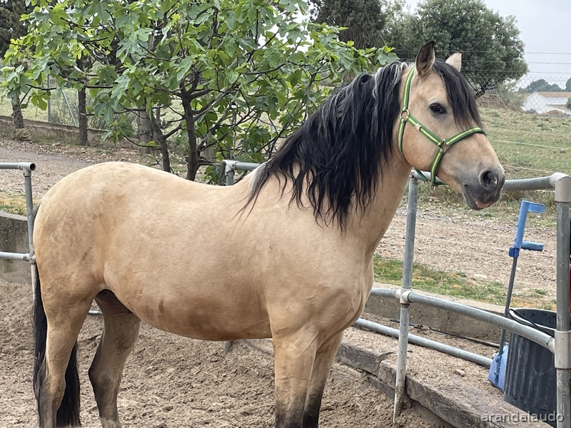 Lusitano sin papeles