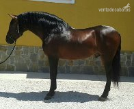 CABALLO ESCALERA HIJO DE SELECTO in 