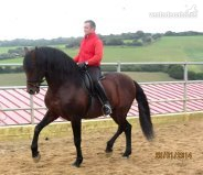 Caballos Pura Raza Española (P.R.E.) Pura Raza Española - CABALLO ESCALERA HIJO DE SELECTO