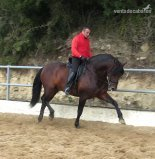 CABALLO ESCALERA HIJO DE SELECTO - Caballos Pura Raza Española (P.R.E.) Pura Raza Española
