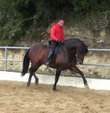 CABALLO ESCALERA HIJO DE SELECTO - Caballos Pura Raza Española (P.R.E.) Pura Raza Española