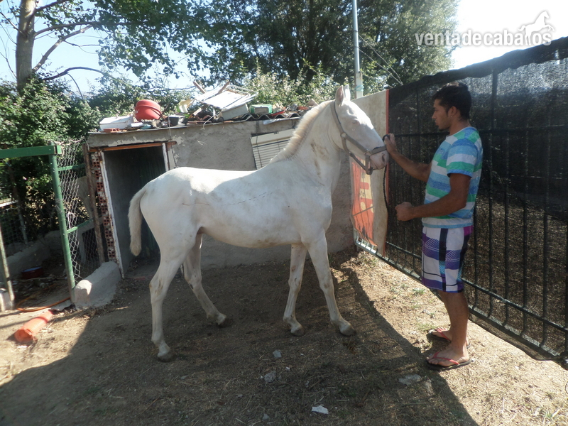 Lusitano