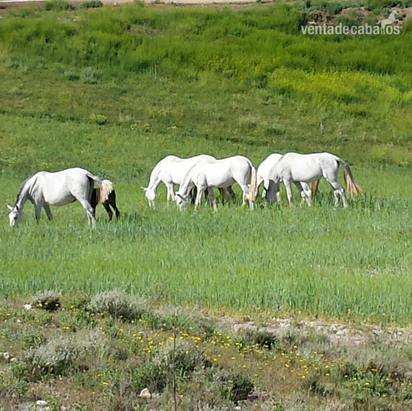 YEGUAS DE CRIA P.R.E. CARTUJA in 