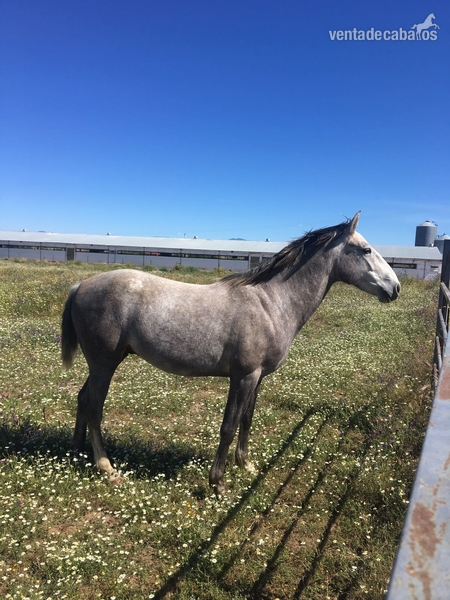Se vende caballo  in 