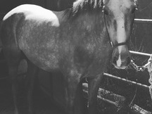 Se vende caballo