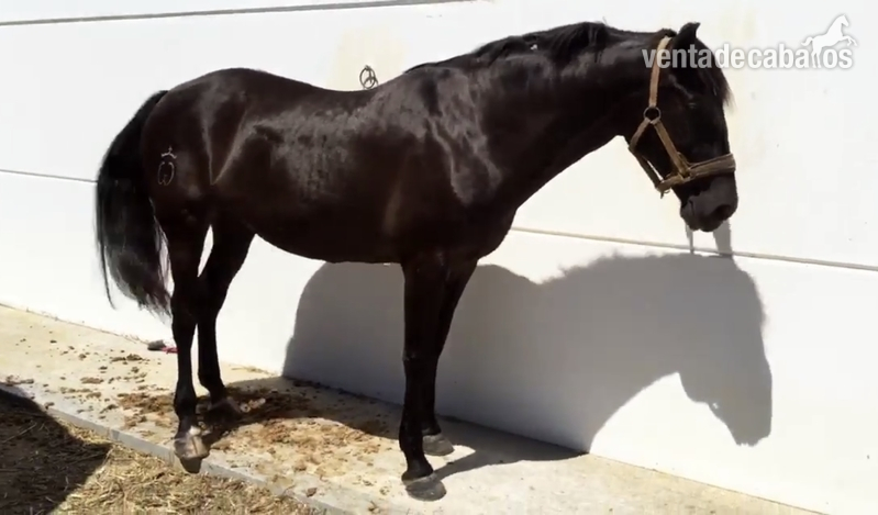 Yegua negra enganchada de Escalera in 