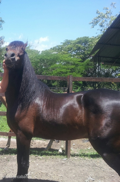 trocha pura colombiana in 