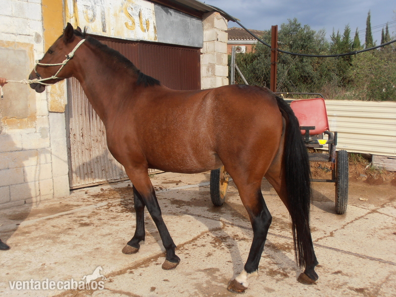 se vende yegua in 