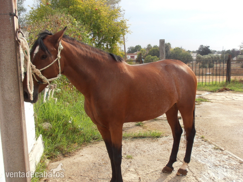 Yeguas Pura Raza Española - se vende yegua