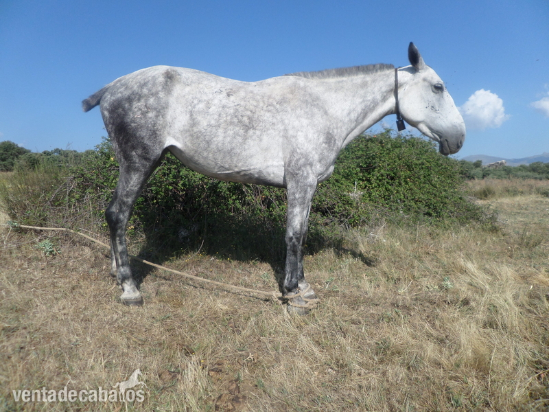 Hispano-Arabe