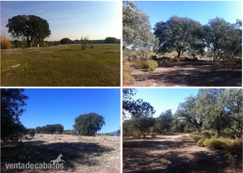 Se vende finca de 2,25 has. dentro del Campo de Golf (18 hoyos) de Escalona (Toledo) a 60 km. de Madrid-Capital. Ideal para actividad hípica compatible con gran vivienda unifamiliar o para la construcción de aphartotel con bungalow (26 unidades aprox.). - Finca ecuestre in Escalona