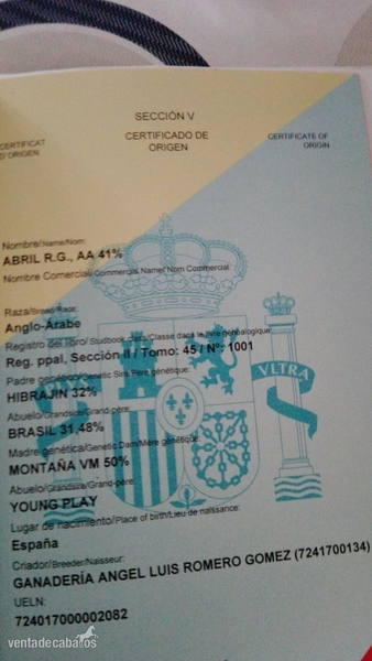 Potras Pura Sangre Anglo Arabe - Se vende potra anglo árabe con carta