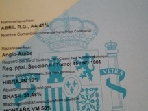 Se vende potra anglo árabe con carta