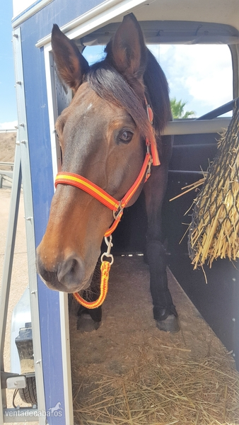 VENDO REMOLQUE PARA 2 CABALLOS 