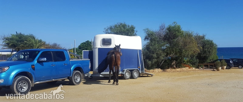 Remolques de caballos - VENDO REMOLQUE PARA 2 CABALLOS in 