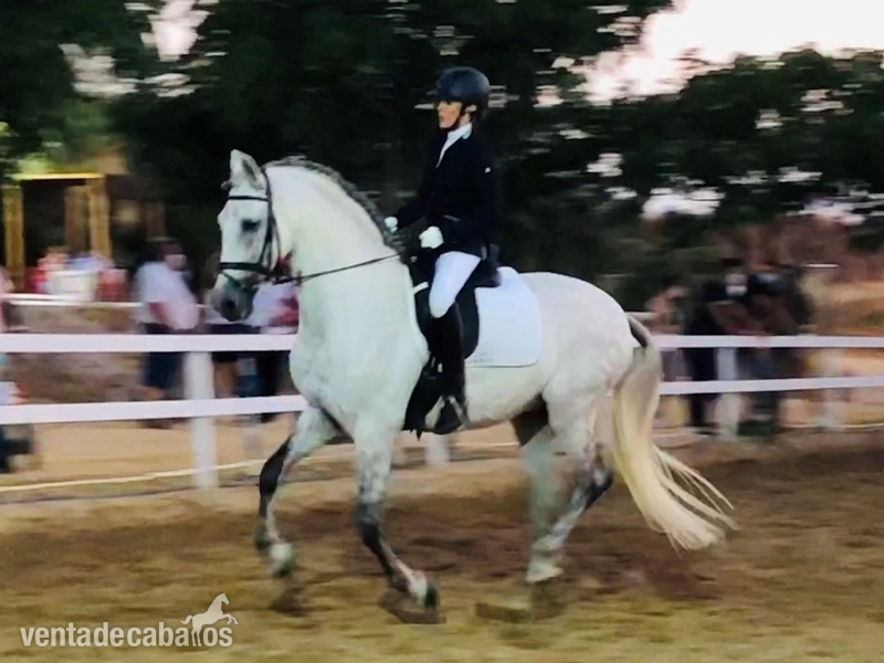 Caballo PRE de doma clásica in 