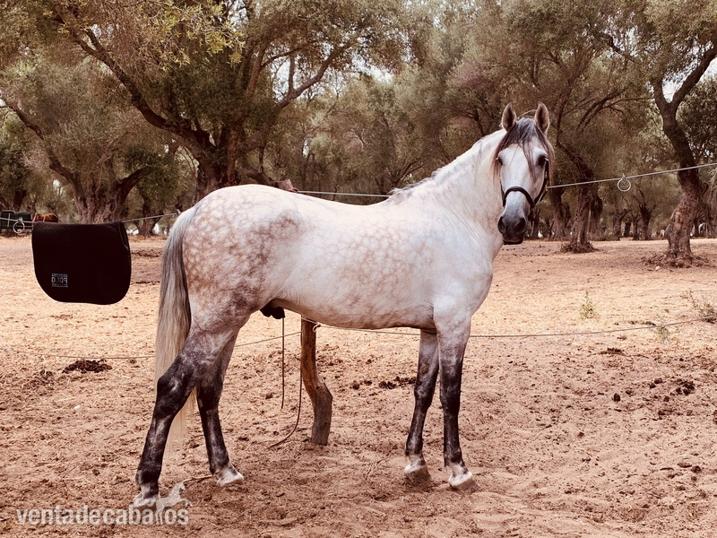Caballos Pura Raza Española (P.R.E.) Pura Raza Española - Caballo PRE de doma clásica