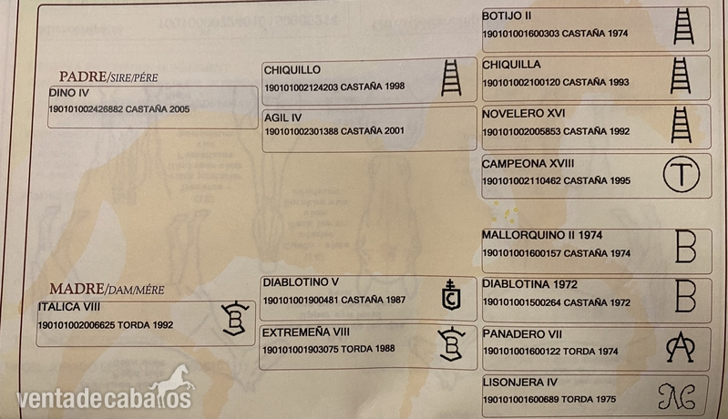 Caballo PRE de doma clásica - Pura Raza Española