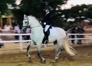Caballo PRE de doma clásica