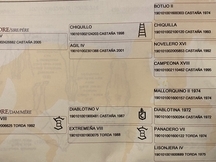 Caballo PRE de doma clásica