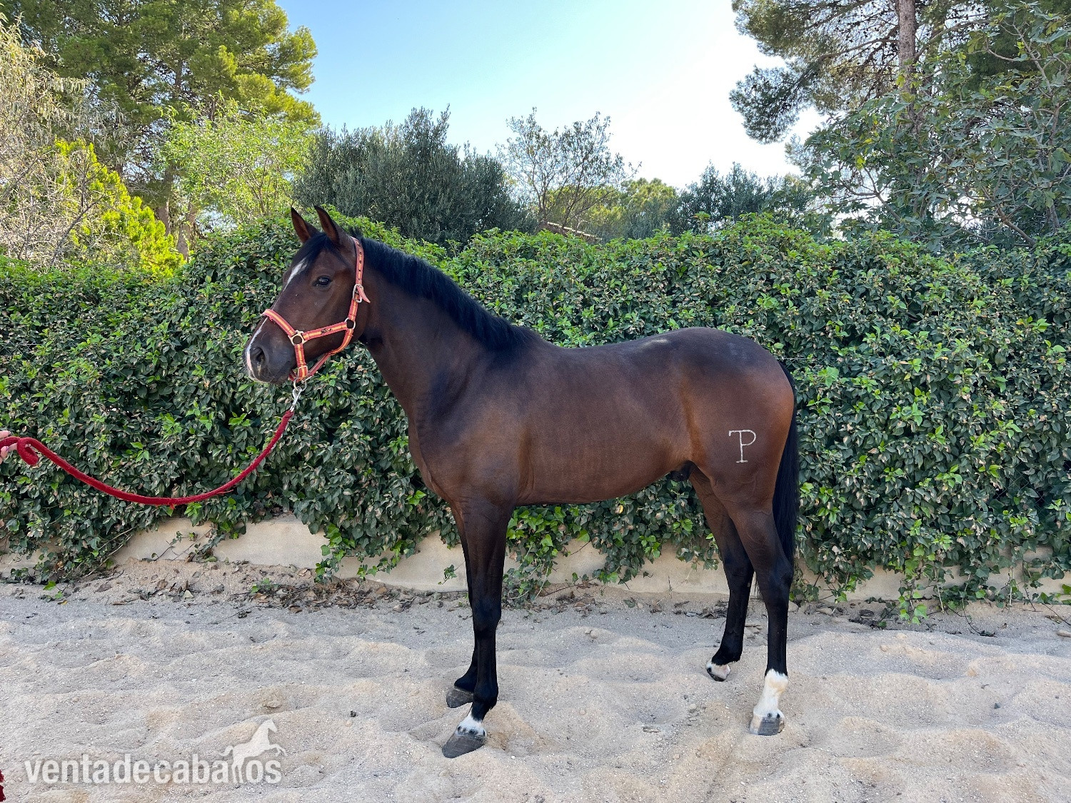 Se vende potro de 3 años  in 
