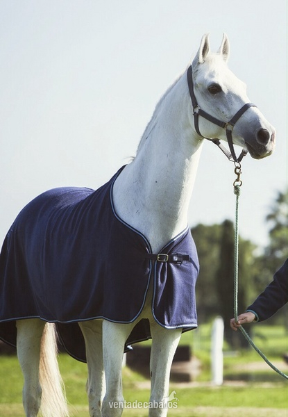 Caballo Anglo-Árabe en venta in 