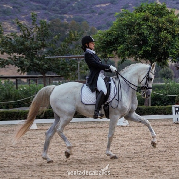 Cruzado {TYPE}