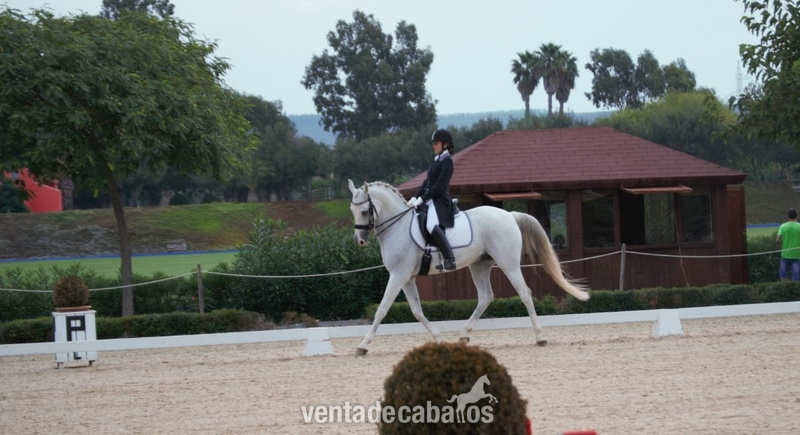Caballo Anglo-Árabe en venta - Caballos Capados Cruzado