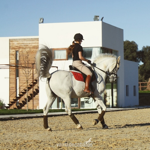 Caballo Anglo-Árabe en venta - Cruzado