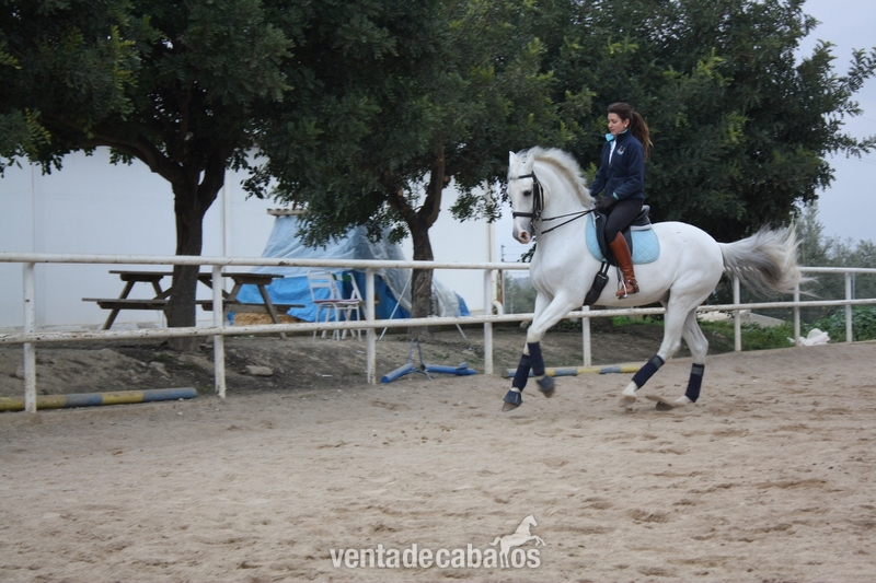 Caballo Anglo-Árabe en venta - Caballos Capados