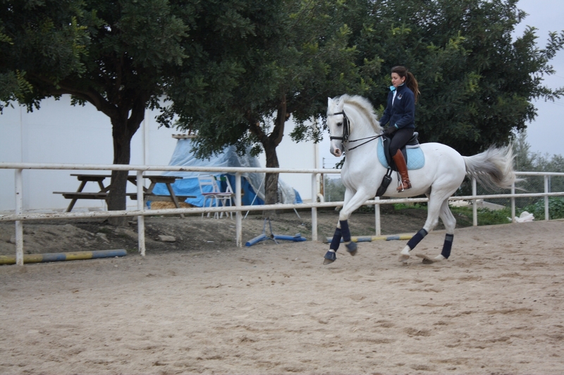 Caballo Anglo-Árabe en venta - Caballos Capados
