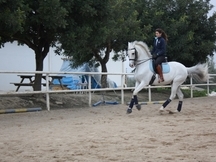 Caballo Anglo-Árabe en venta