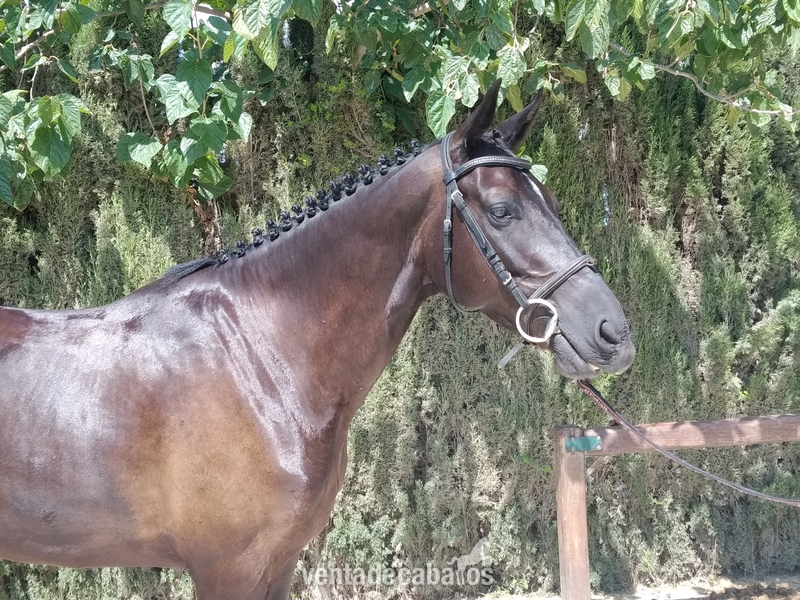 CABALLO DE SALTO in 
