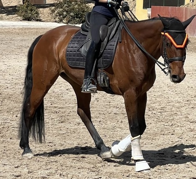 Yegua VITALIS X WALENCIA 8 AÑOS in 