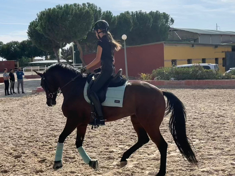 Yeguas Hannoveriano - Yegua VITALIS X WALENCIA 8 AÑOS