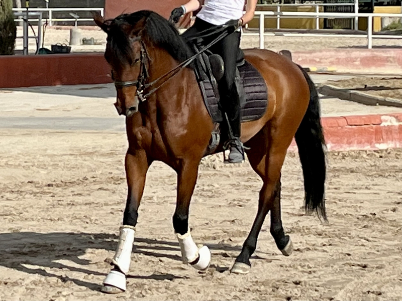 Yegua VITALIS X WALENCIA 8 AÑOS - Yeguas Hannoveriano