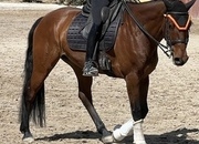 Yegua VITALIS X WALENCIA 8 AÑOS