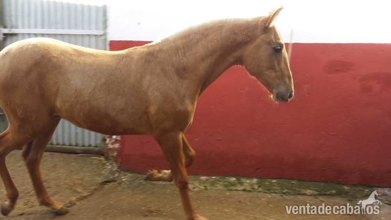 palomino autentico pre papel en regla  in 