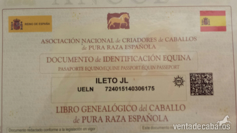 Pura Raza Española