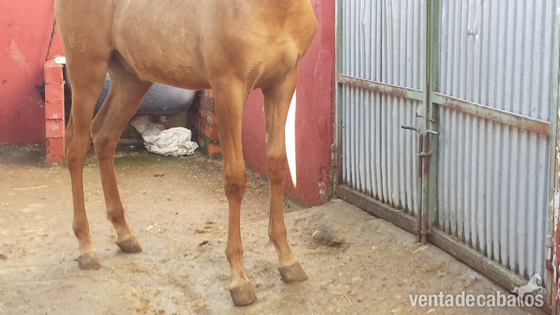Caballos Pura Raza Española (P.R.E.) Pura Raza Española - palomino autentico pre papel en regla 