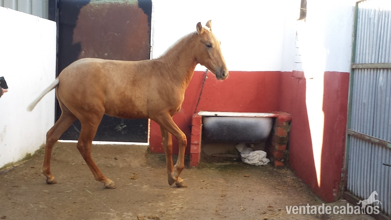 palomino autentico pre papel en regla  - Caballos Pura Raza Española (P.R.E.) Pura Raza Española