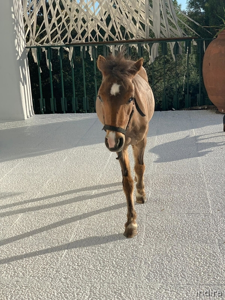 Ponis Miniatura raza falabella  - Pony hembra miniatura 