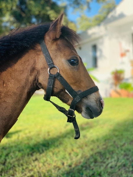 Pony hembra miniatura  in 
