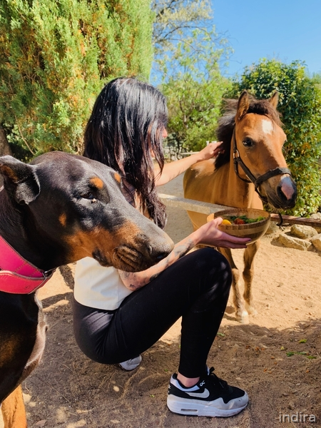 raza falabella 