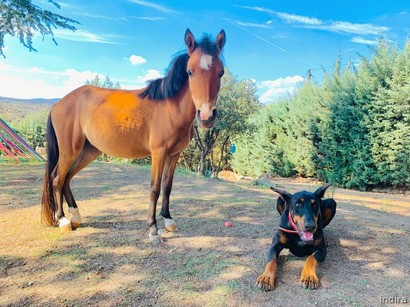 Pony hembra miniatura  - raza falabella 