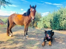 Pony hembra miniatura